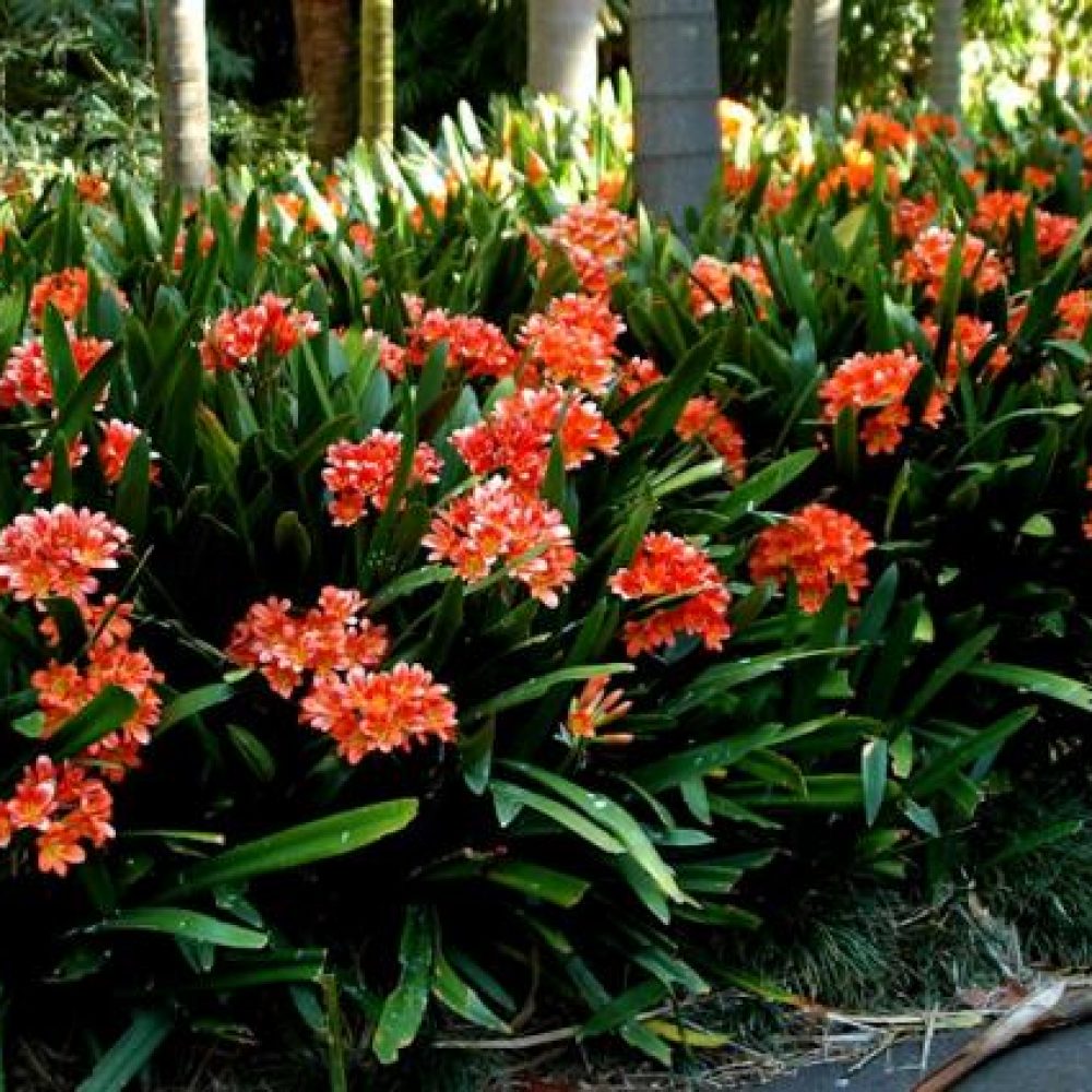 Clivia Miniata 2