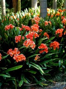 Clivia Miniata 2