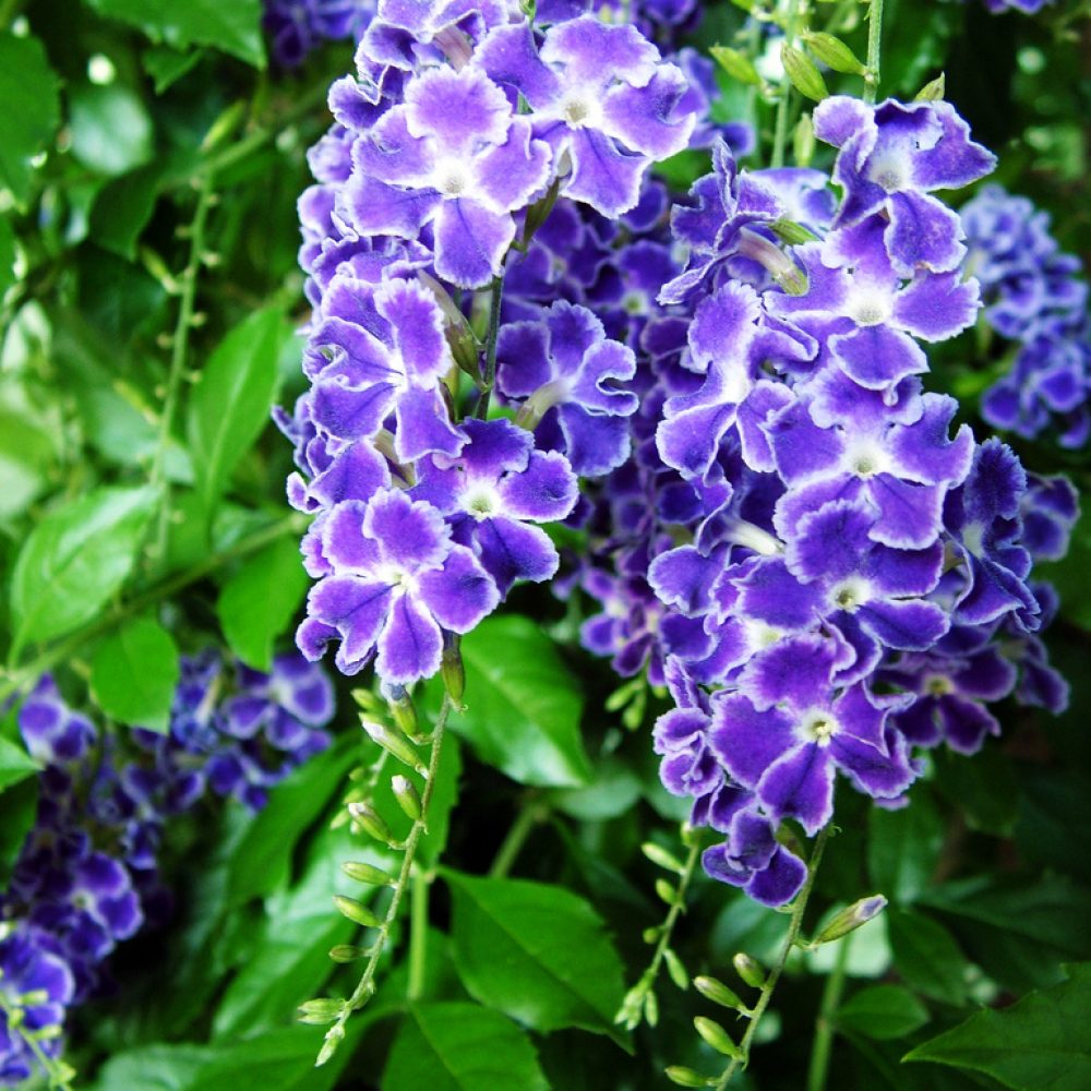 Duranta