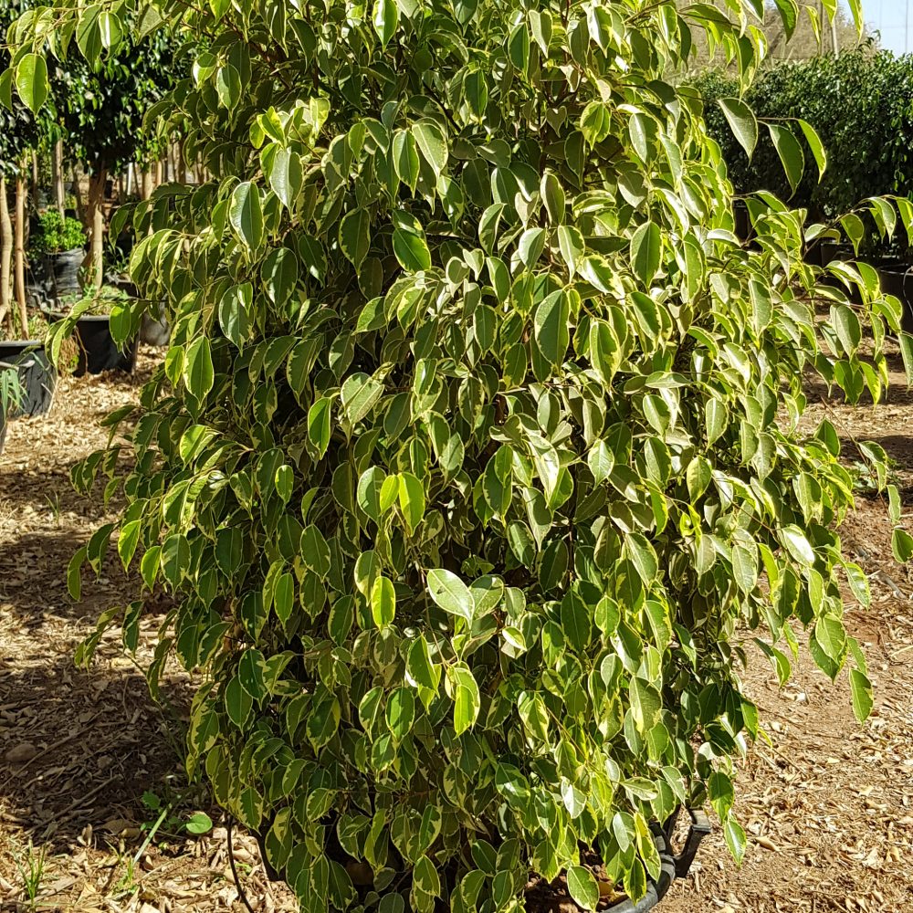 Ficus golden king P50