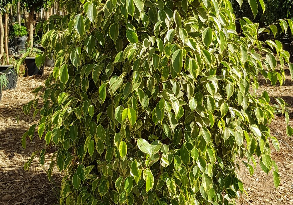 Ficus golden king P50
