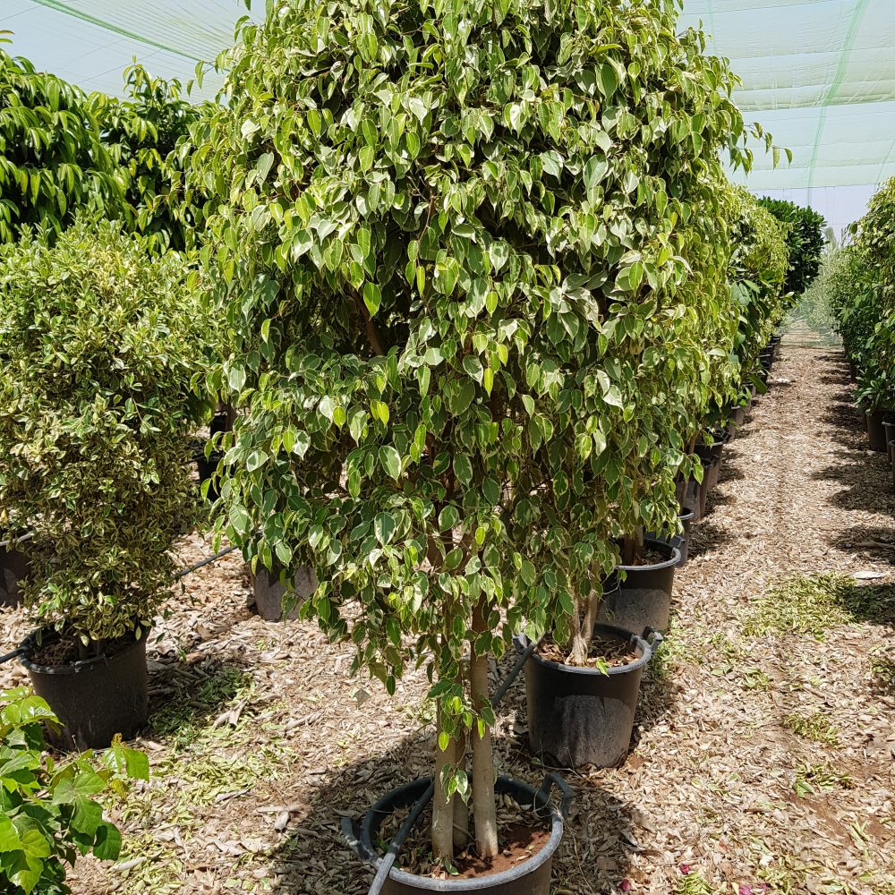 Ficus golden king P75