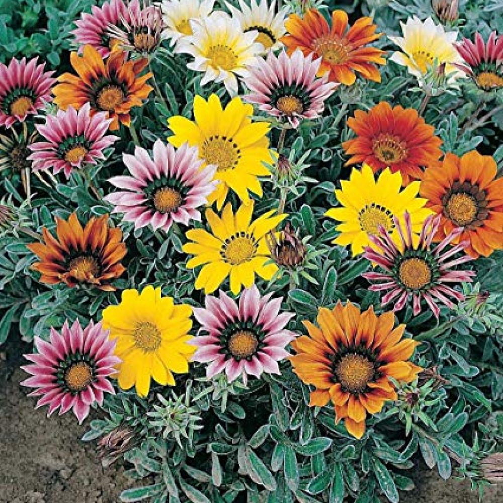 Gazania