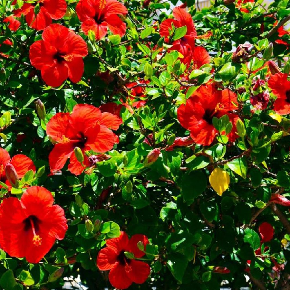 Hibiscus