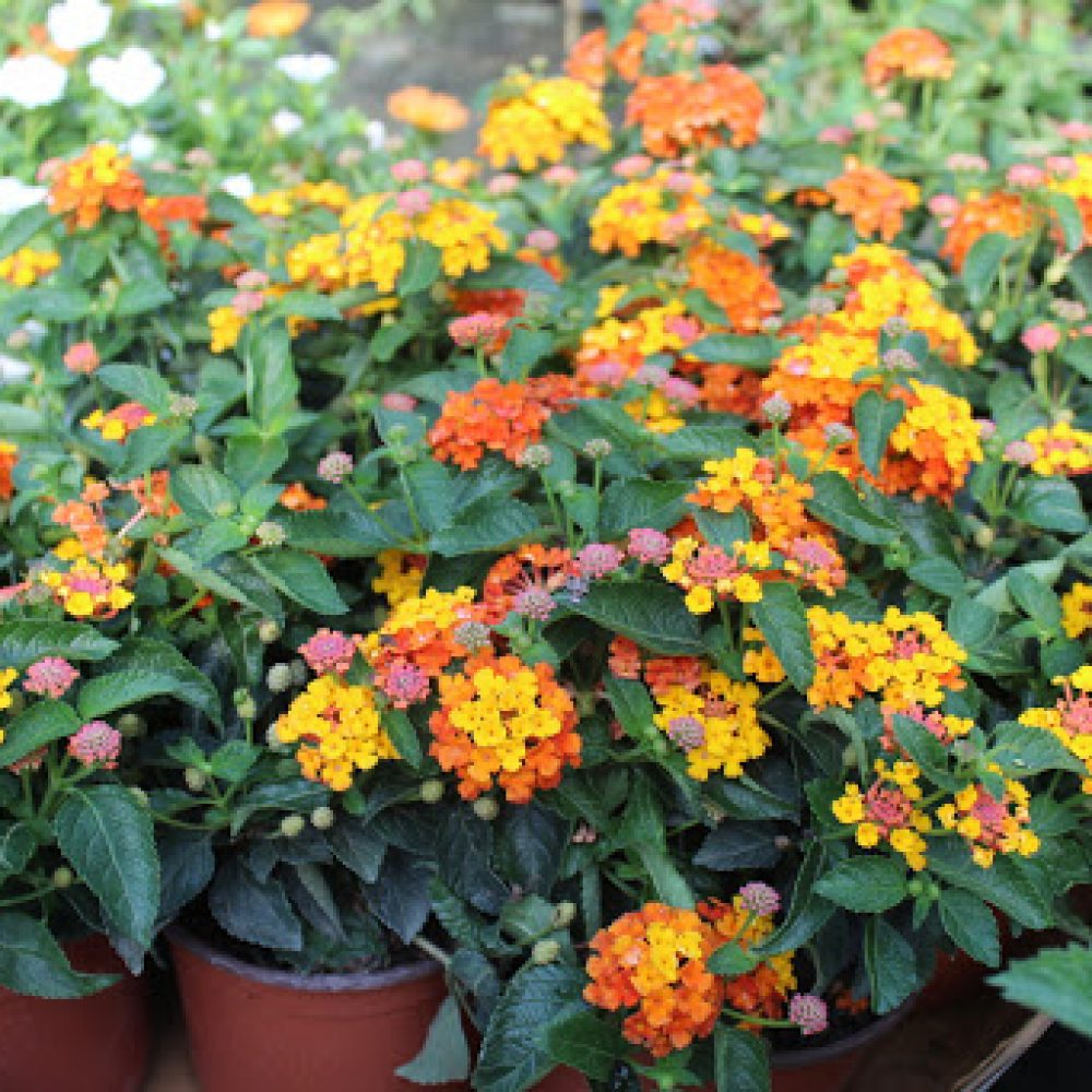 Lantana camara