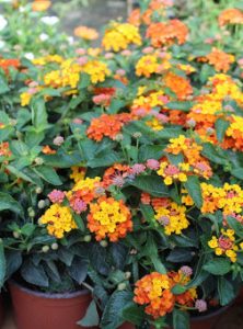 Lantana camara