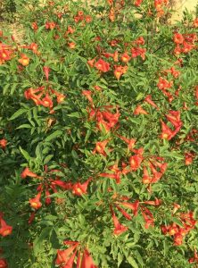 Tecoma Capensis