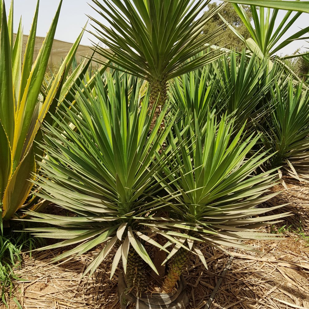 Yucca aloifolia S60