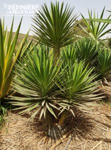 Yucca aloifolia S60