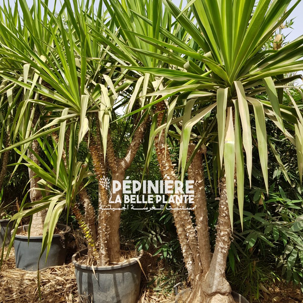 Yucca elephantipes P200