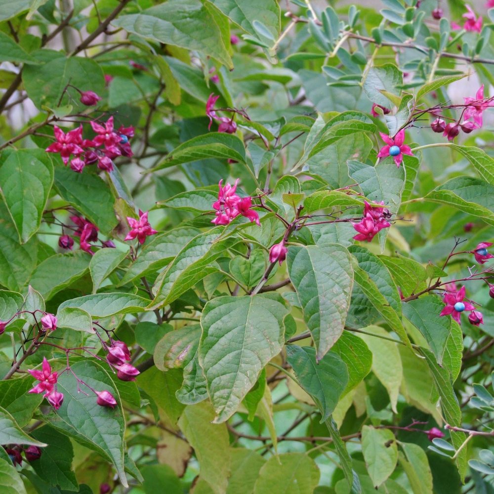 clerodendrum-trichotomum-fargesii