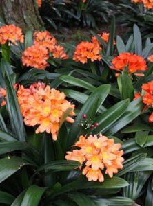 clivia miniata