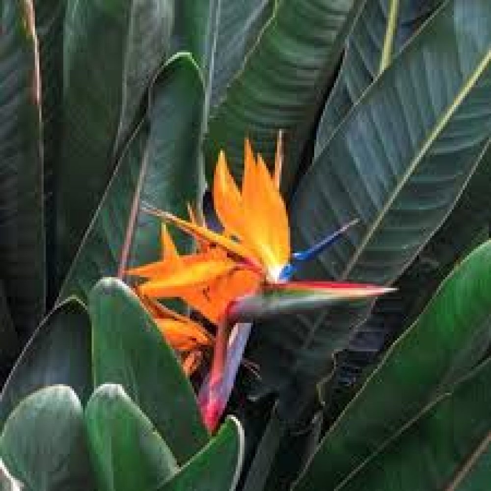 strelitzia reginae