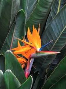 strelitzia reginae