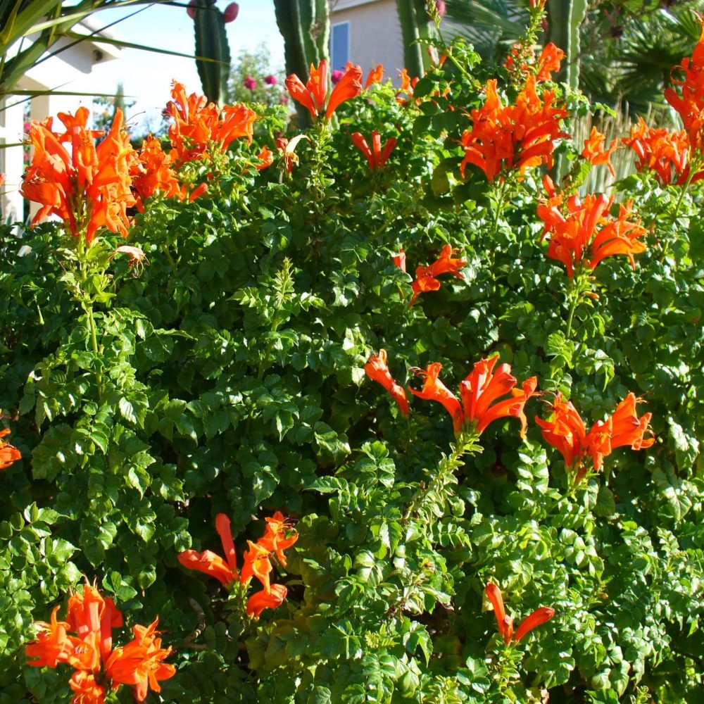 tecomaria capensis orange