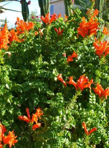 tecomaria capensis orange